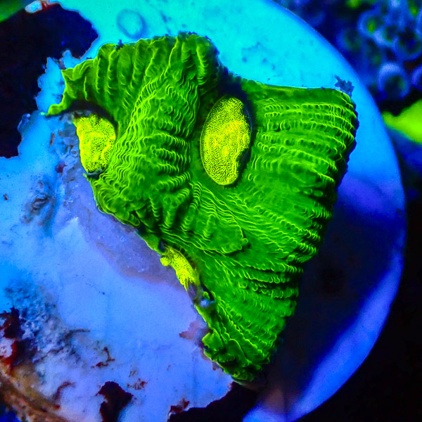 Goniastrea MC Toxic Green NZ