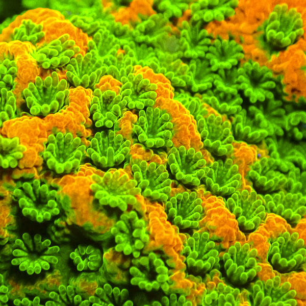 Montipora JF Sweet Tooth