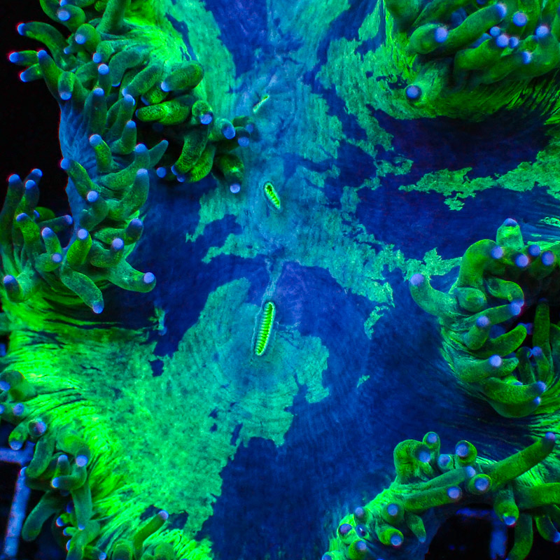 Catalaphyllia Blue Tip