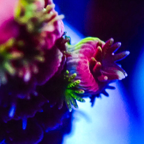 Acropora MC Tricolor Blossom