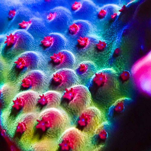 Acropora MC Supernova