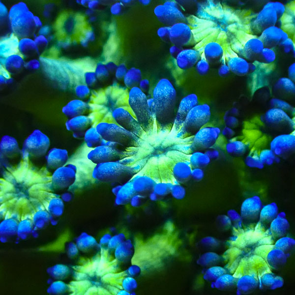 Alveopora MC Blue Sunflower NZ CTO
