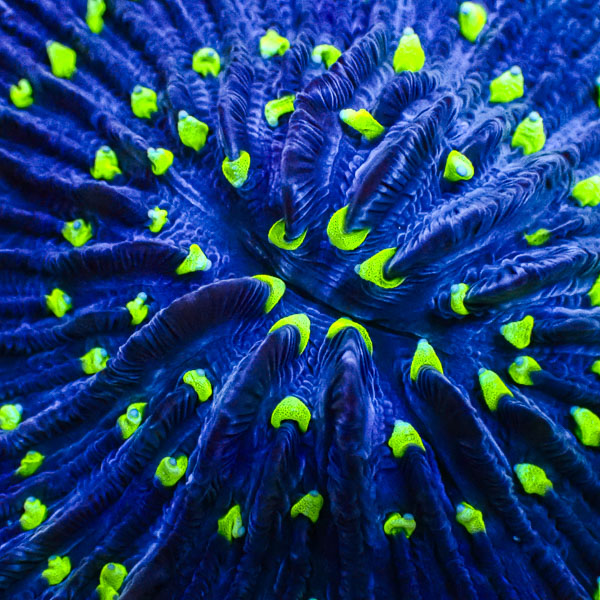 Fungia MC Blue Matrix