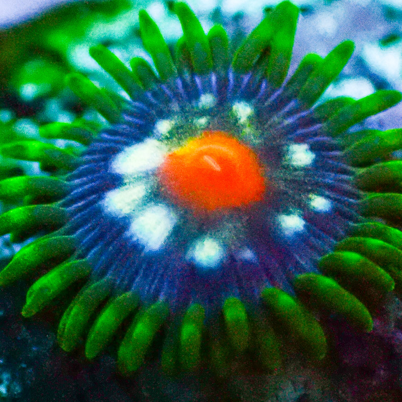 Zoanthus MC Ultra Stargazer