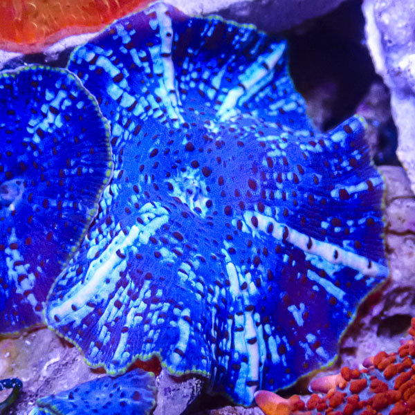 Rhodactis MC Arctic Ghost