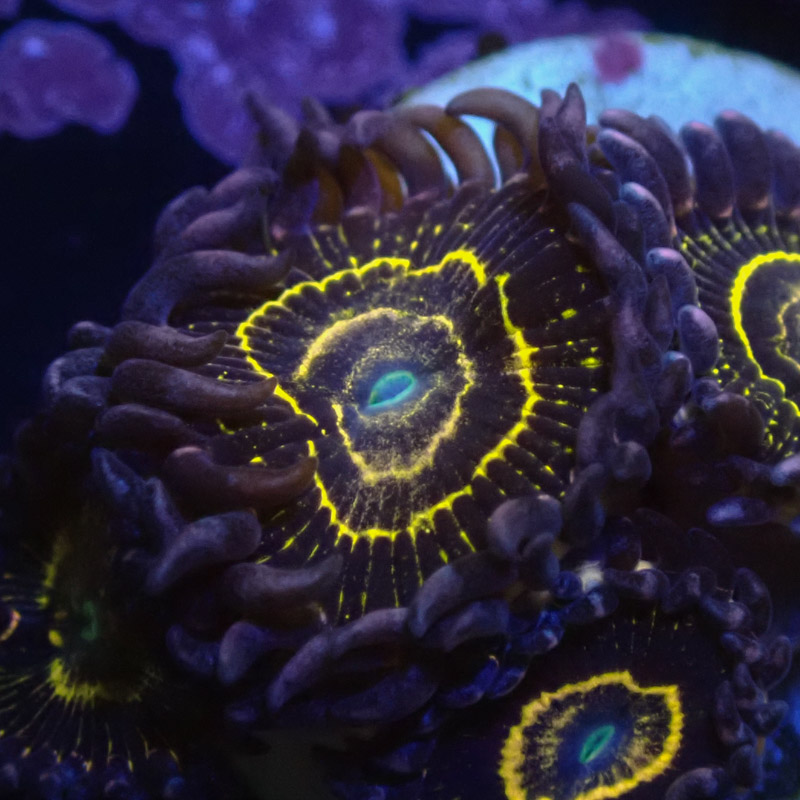 Zoanthus MC Stratosphere