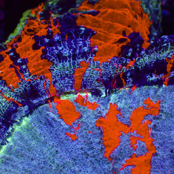Acanthophyllia MC Moonstone