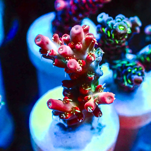 Acropora MC Riftwalker