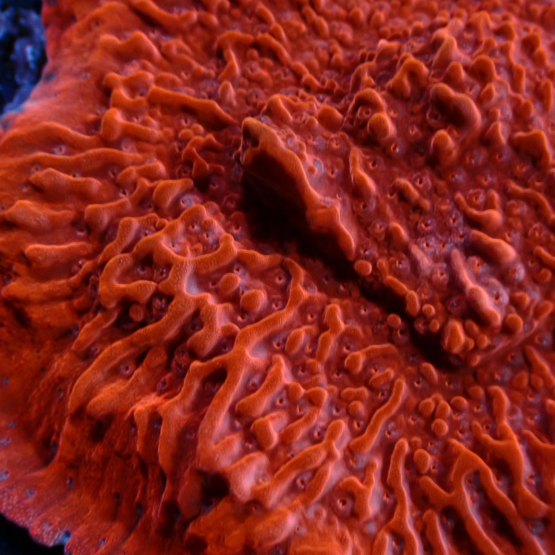 Montipora Rot Frag 01
