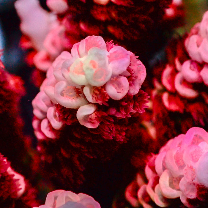 Acropora Tenuis Pink Nova