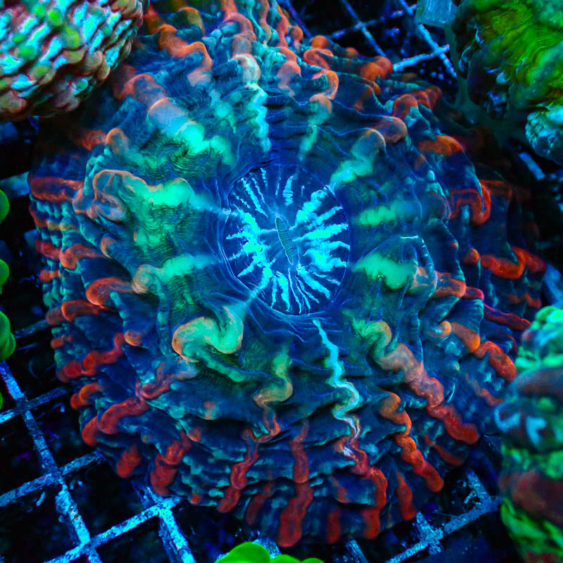 Cynarina MC Blackberry