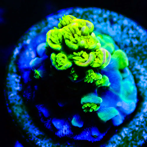 Acropora MC Green Apple Sorbet