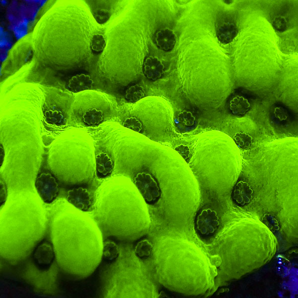 Montipora MC Appleberry