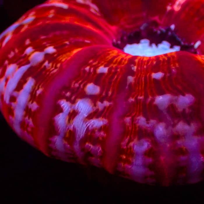 Cynarina MC Ruby Sapphire Eclipse