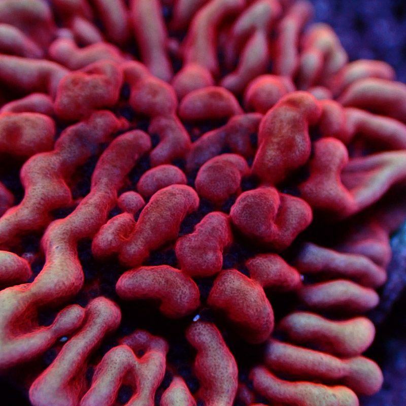 Montipora Mean Streak Frag 18