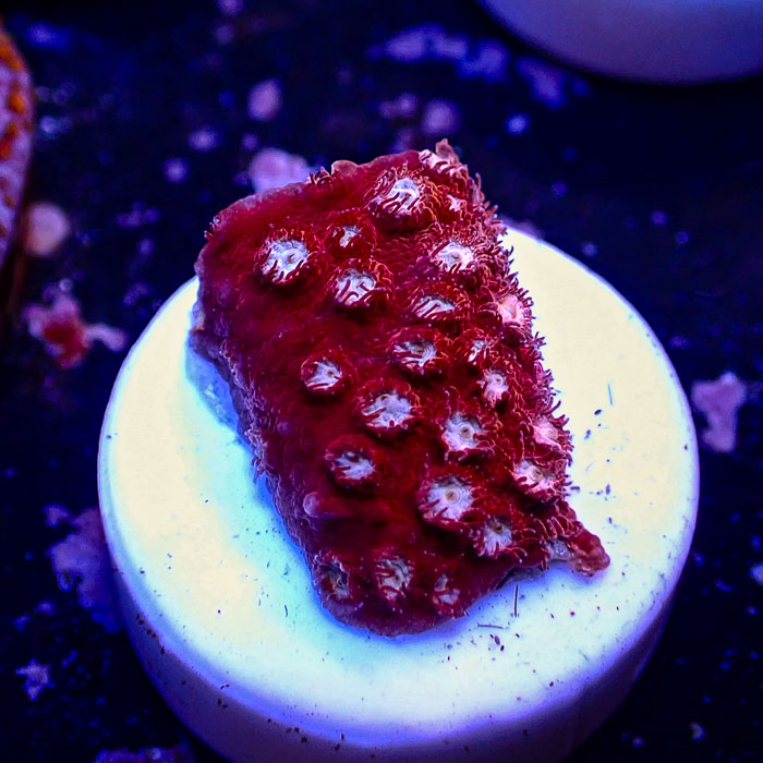 Cyphastrea WWC Peppermint Frag 02