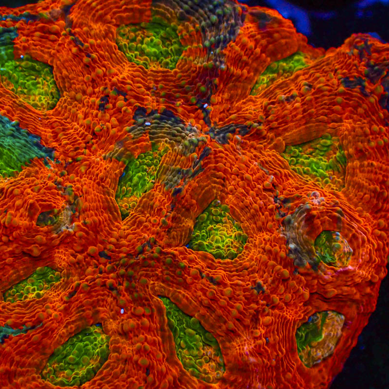 Acanthastrea Echinata Crafted