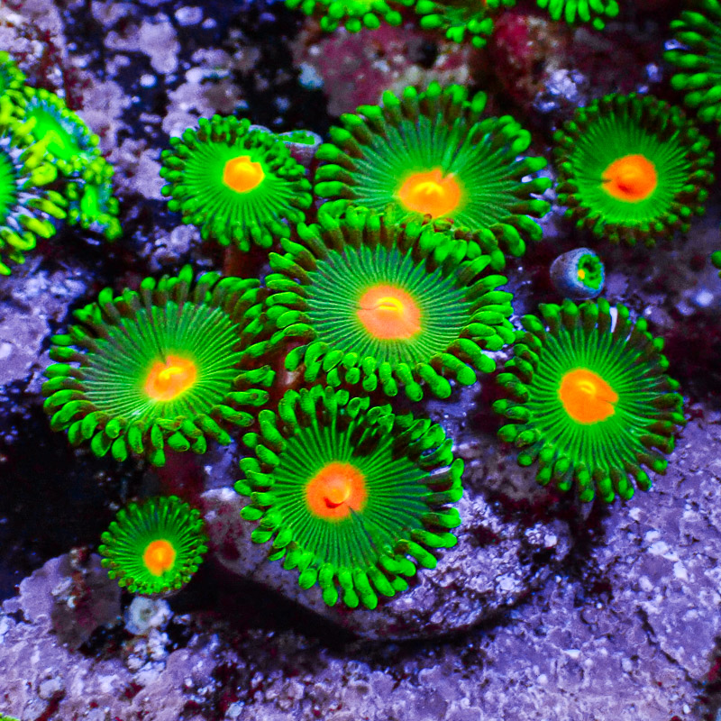 Zoanthus MC Gorilla Nipple