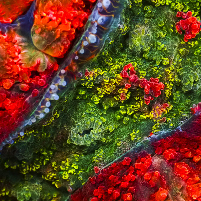 Lobophyllia MC Sunset Emerald