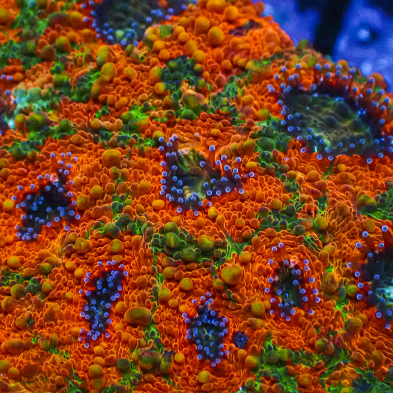 Acanthastrea Echinata