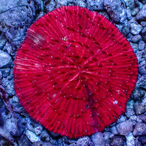 Fungia MC Scarlet Icecap