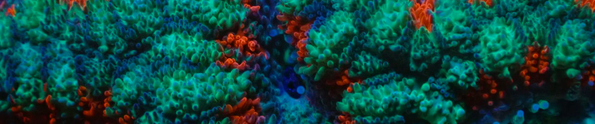 Nahaufnahme einer Micromussa in Violett und Türkis