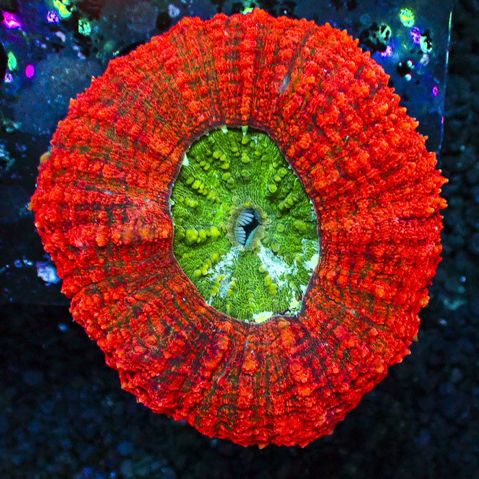 Lobophyllia MC Orange Monster