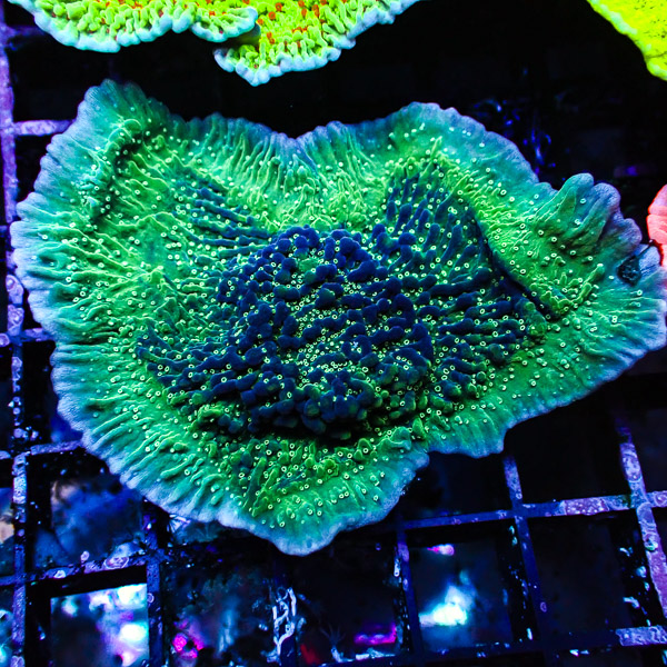 Montipora MC Deep Forest NZ