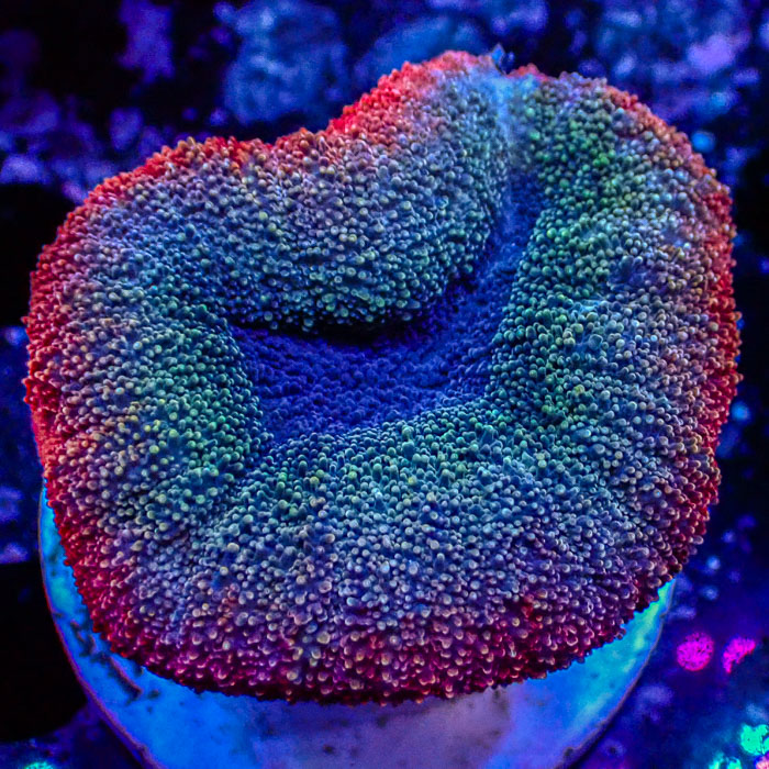 Lobophyllia MC Galaxy Pebble Frag 2