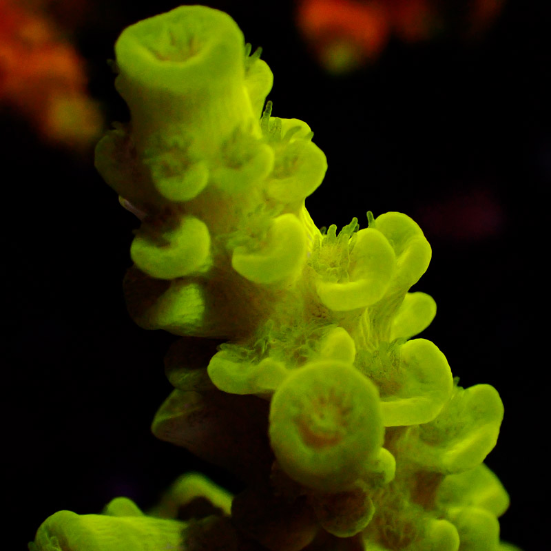 Acropora Neon