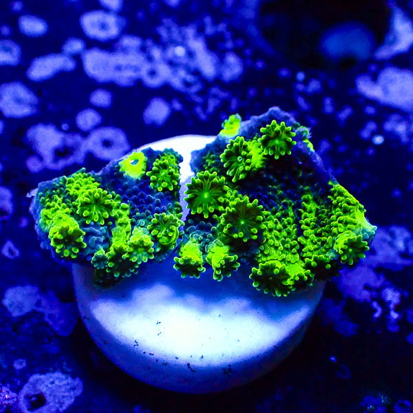 Turbinaria MC Sapphire Eclipse