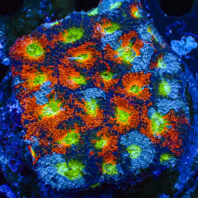 Acanthastrea echinata Crafted – Blau/Orange mit hellgrünen Neonmündern