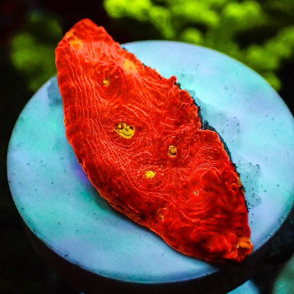 Chalice MC Fire Opal NZ