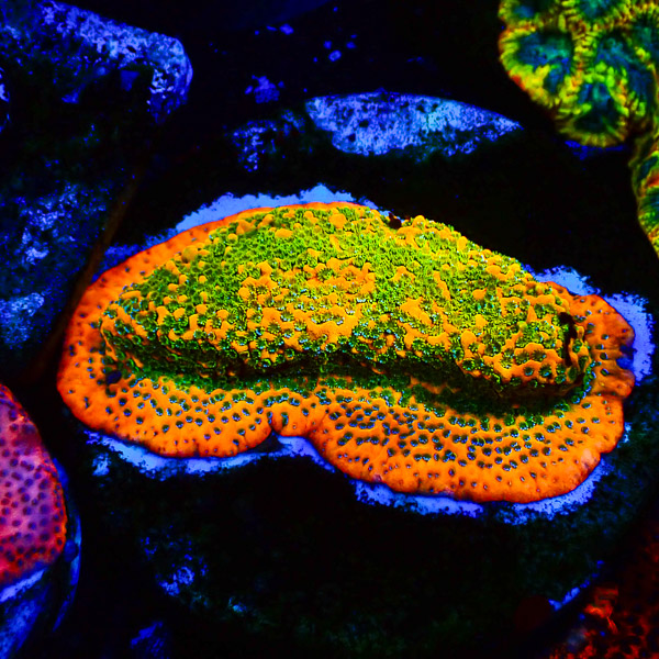 Montipora MC Mango Sky NZ