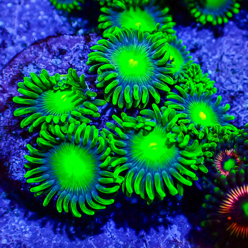 Zoanthus MC Radio Active