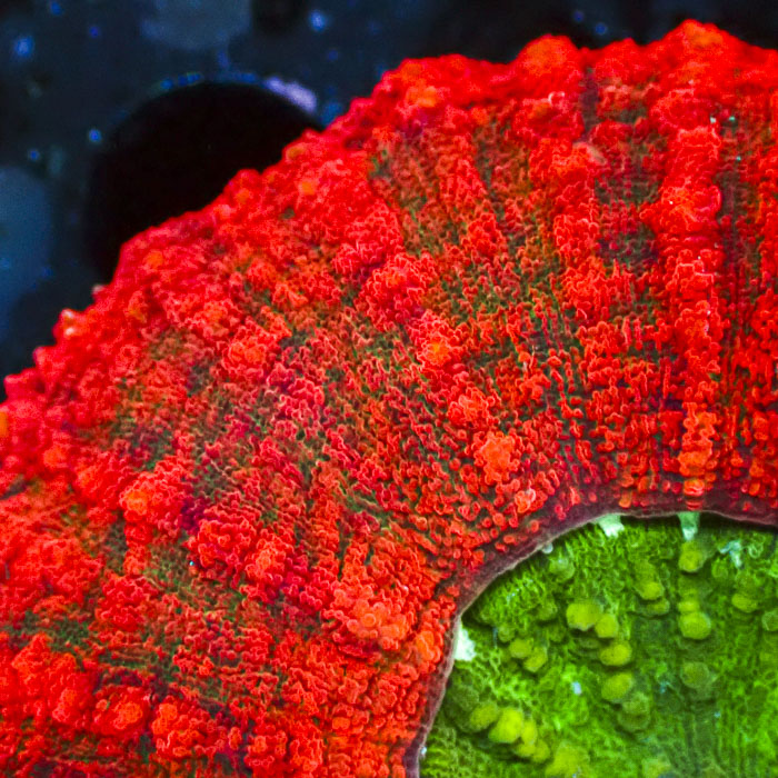 Lobophyllia MC Orange Monster