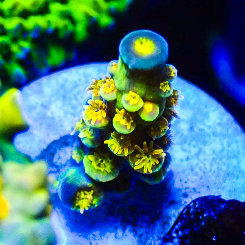 Acropora MC Sapphire Cap Gold Cluster