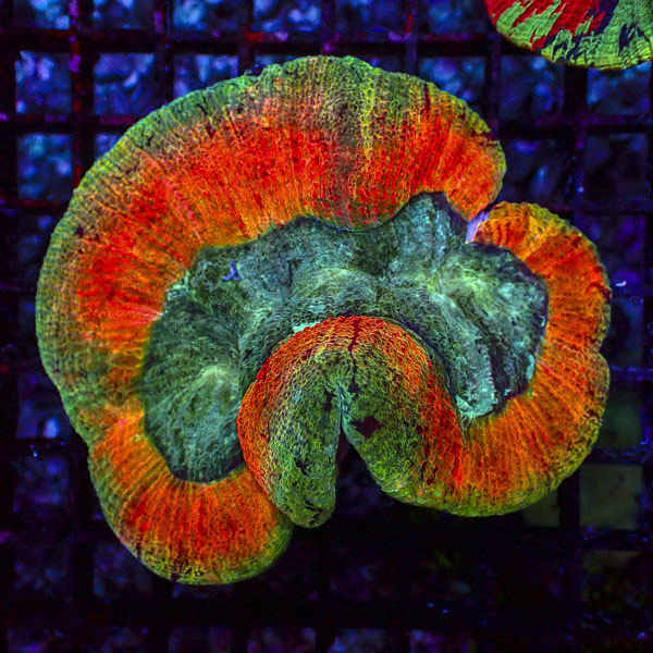 Trachyphyllia MC Mango Mirage