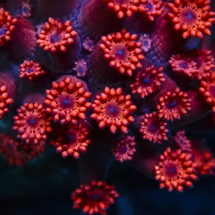 Goniopora Red Eclipse