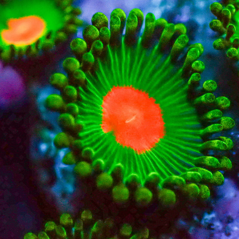 Zoanthus MC Gorilla Nipple