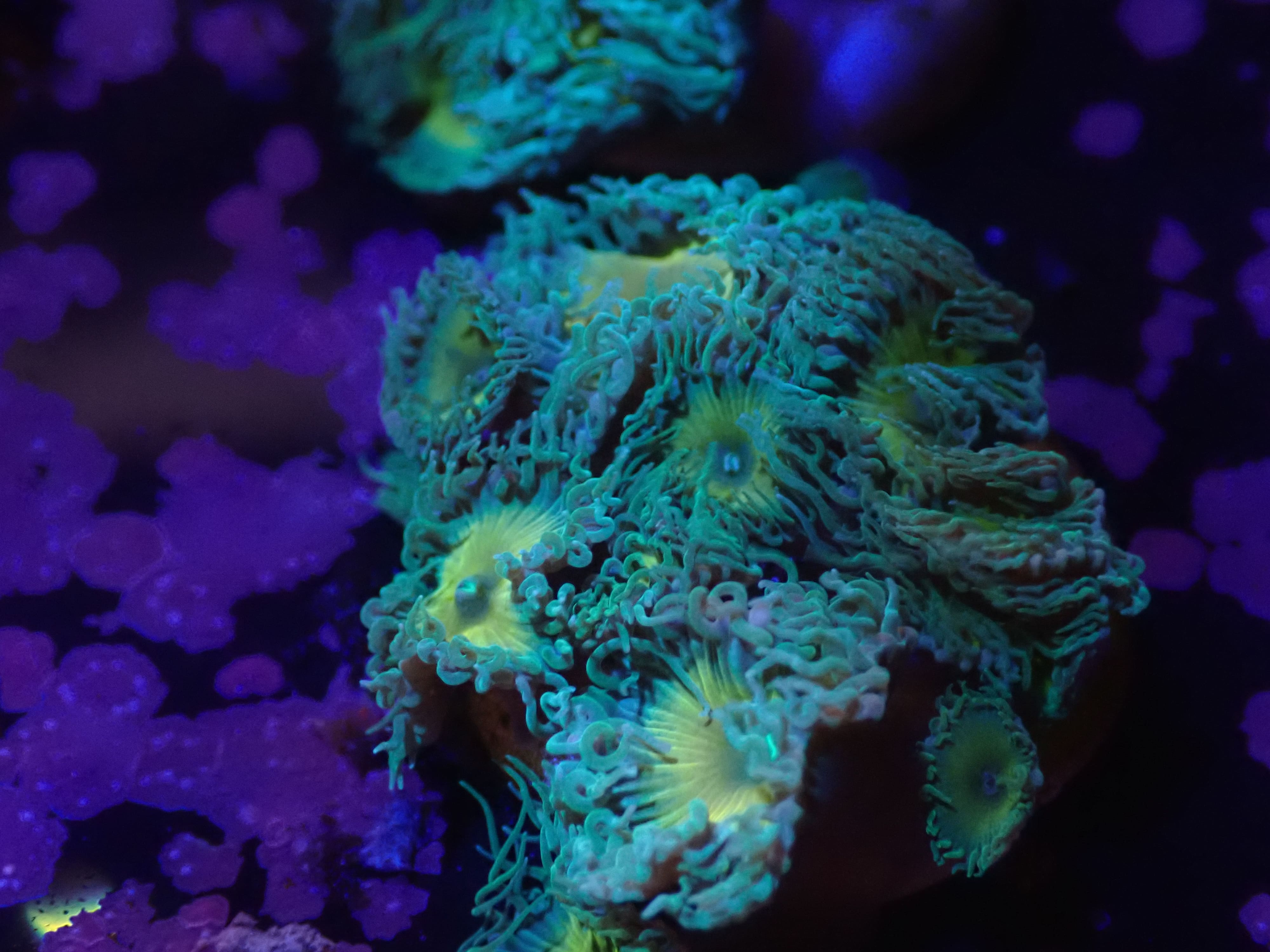 Palythoa Captain Jerk DNZ