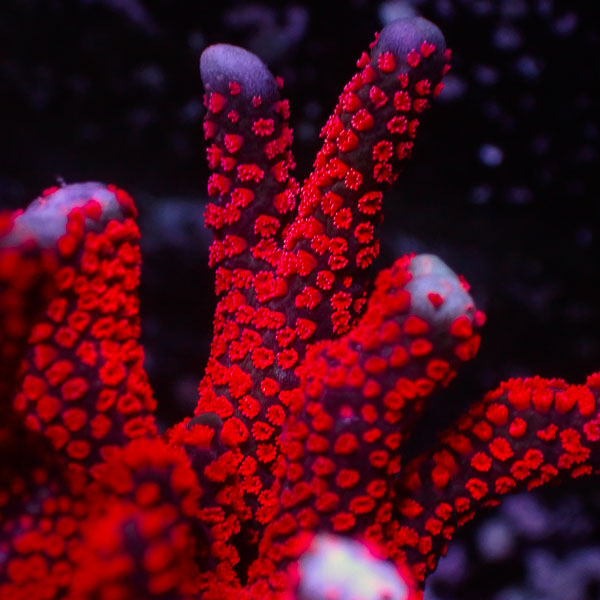 Montipora Digitata Ulra rot