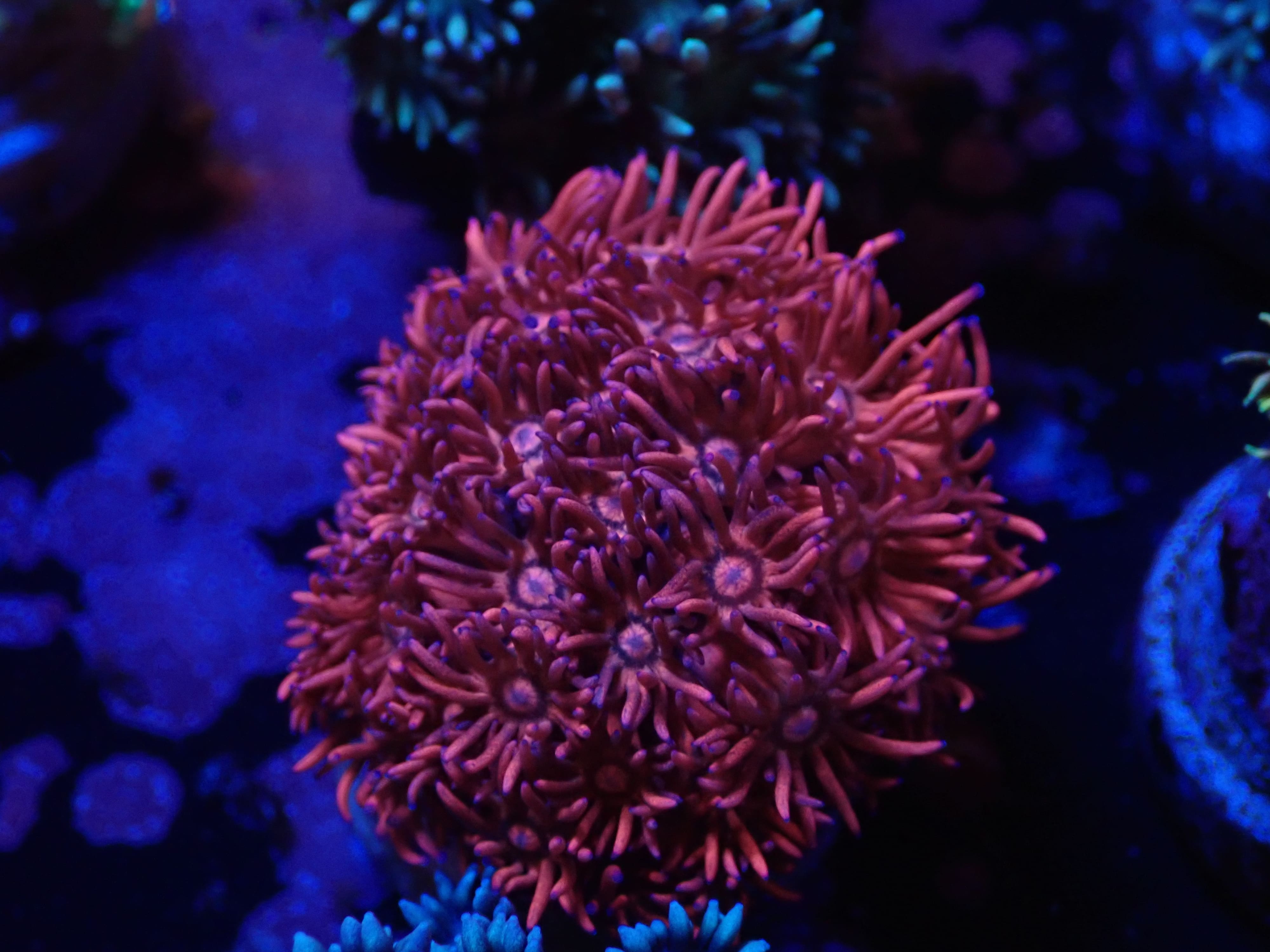 Goniopora rot blau DNZ