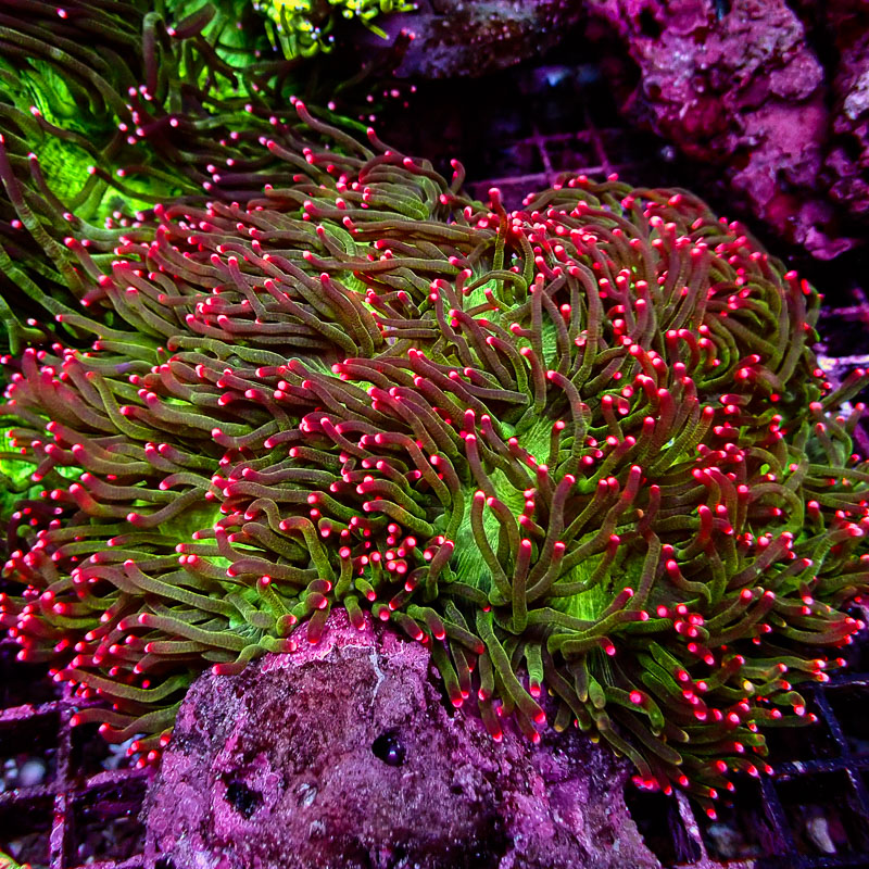 Catalaphyllia Pink Tips