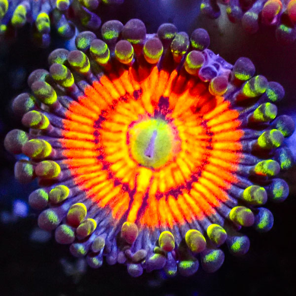 Zoanthus MC Citrus Cooler