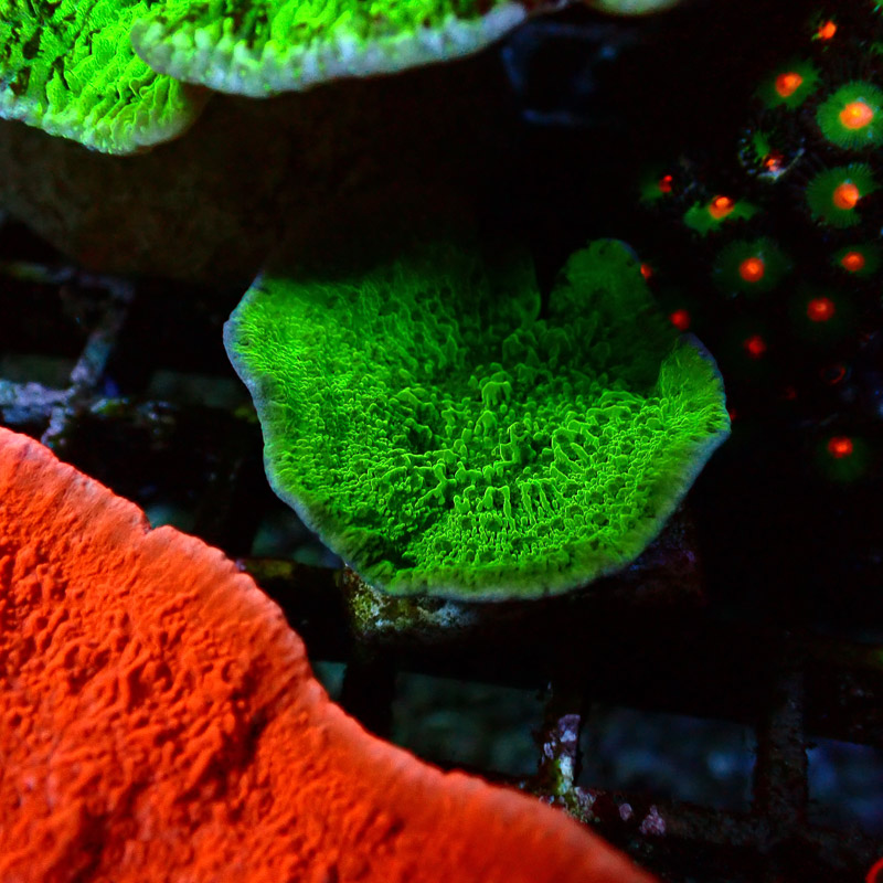 Montipora Grün Frag 18