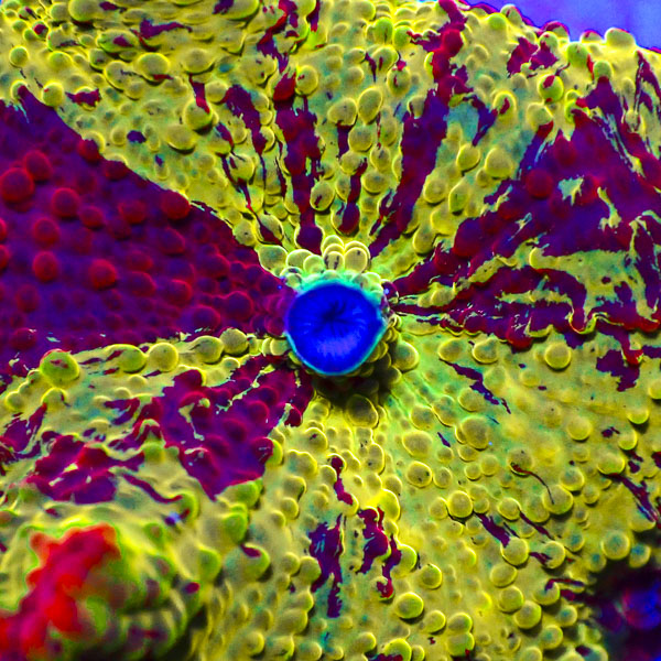 Rhodactis Jawbreaker Mushroom