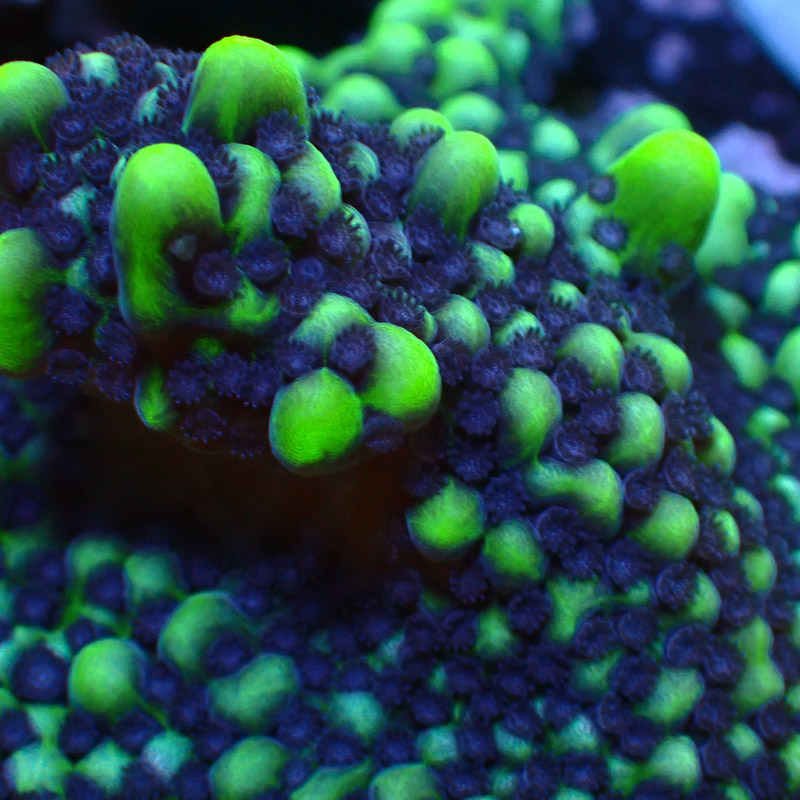 Montipora Frag 04