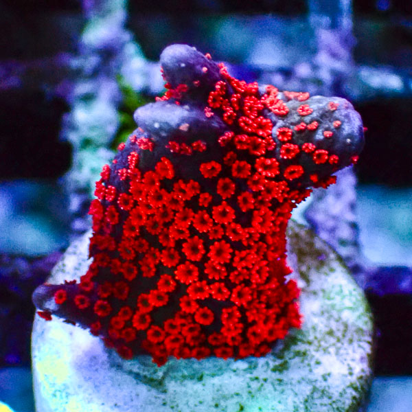 Montipora MC Blue Bubblegum