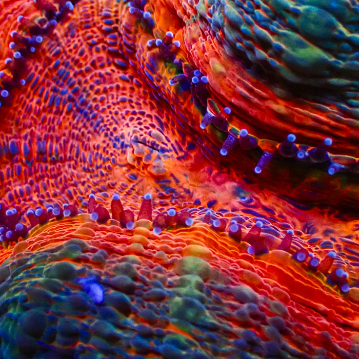 Lobophyllia MC Mandarin Prism Frag 01